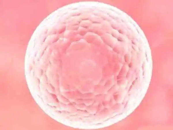 女性每个月正常情况只排出一个卵泡