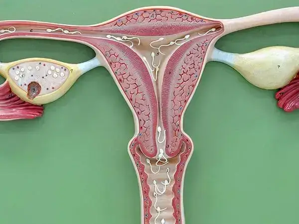子宫内膜增生会影响试管移植