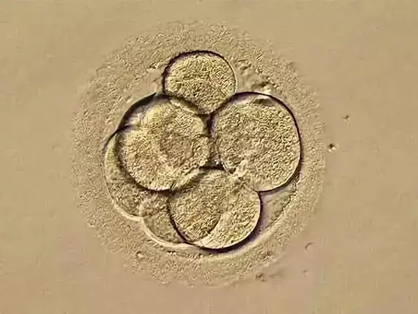 囊胚是试管婴儿体外培养的最后阶段