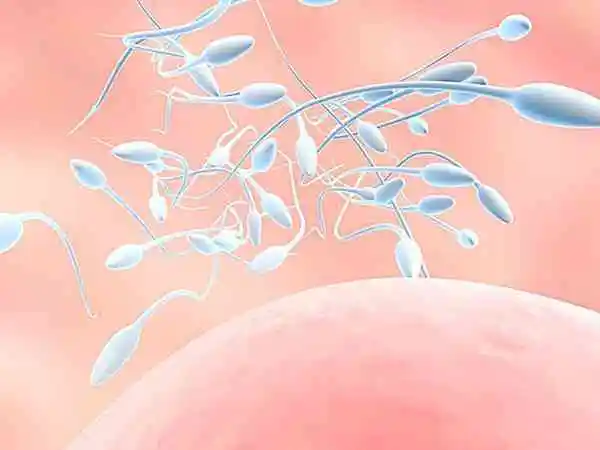 胎儿性别主要是由男性精子决定的