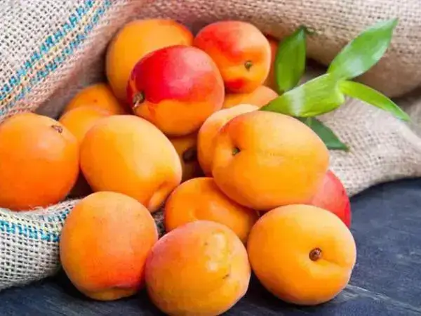 杏属于酸性的水果