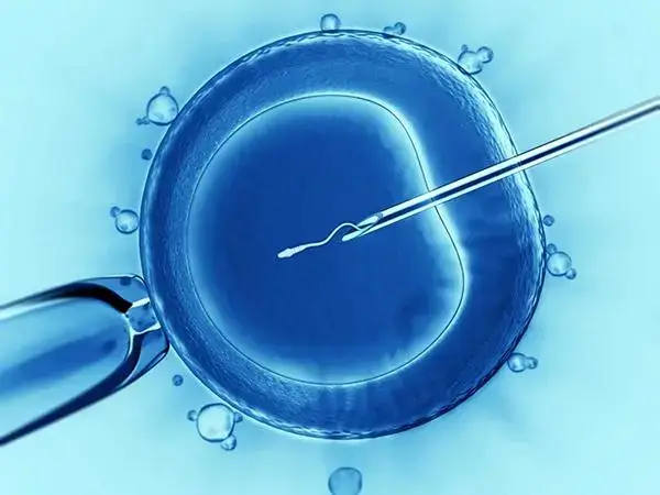 移植囊胚的过程很简单