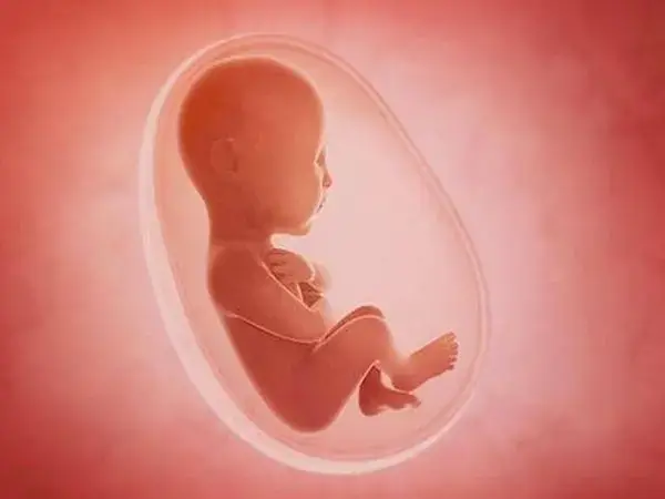 胎儿发育过程中也面临一些挑战