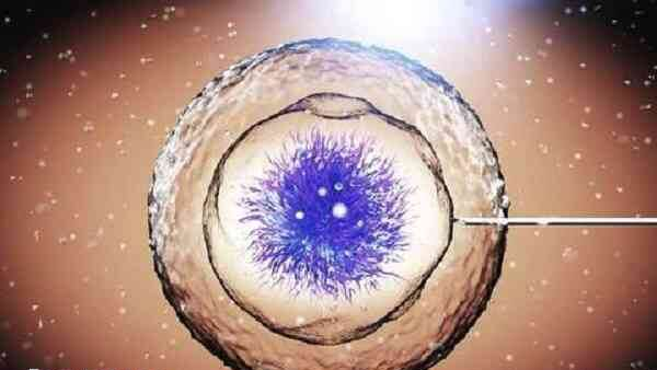 卵母细胞异常会影响精子进入