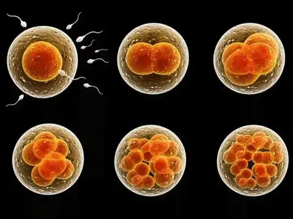 囊胚是由鲜胚通过体外培养的方式形成的