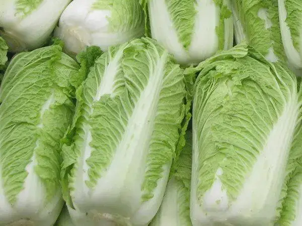 白菜含有大量的维生素