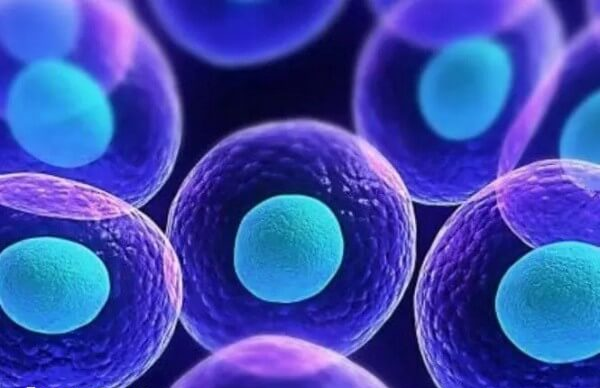 卵泡透明带异常可以通过试管受孕