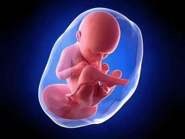 胚胎移植后计算预产期可咨询专业人士
