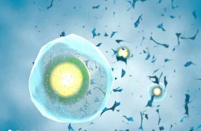 移植冻胚前检测卵泡能确定移植时间