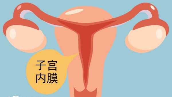 子宫内膜在8至12mm最适合胚胎着床发育