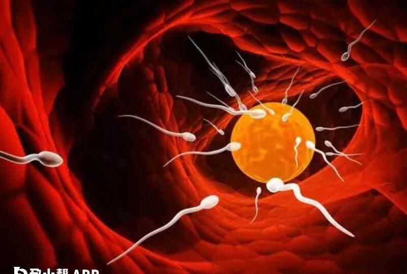 精子畸形想怀孕可以做试管