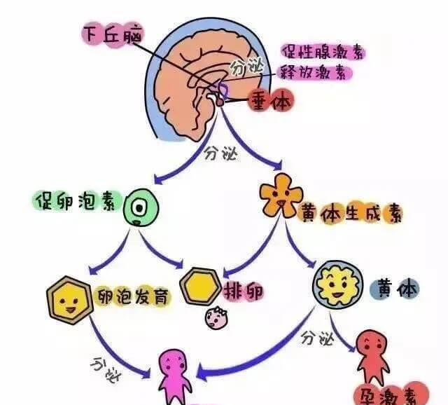 压力过大会影响下丘脑与垂体的正常分泌