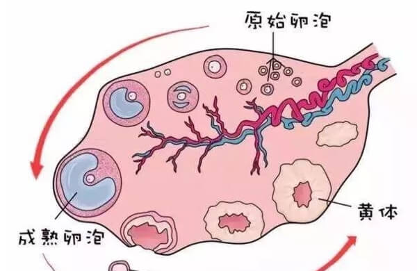 排卵障碍拖延不治疗会导致不孕症