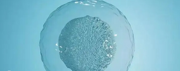 精子卵子质量影响试管成功率