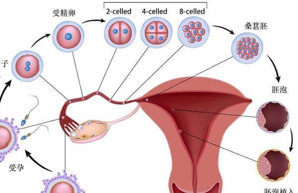黄体功能导致子宫内膜薄可补充激素