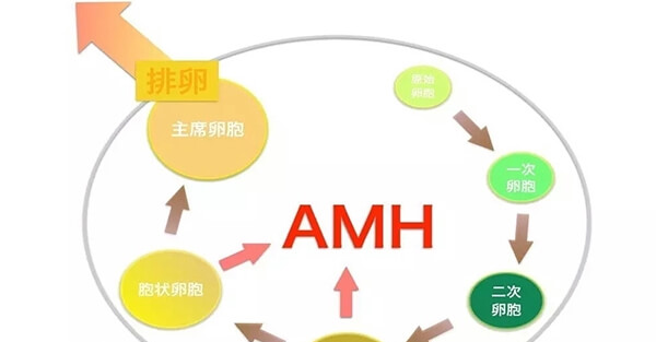 amh不代表卵子质量