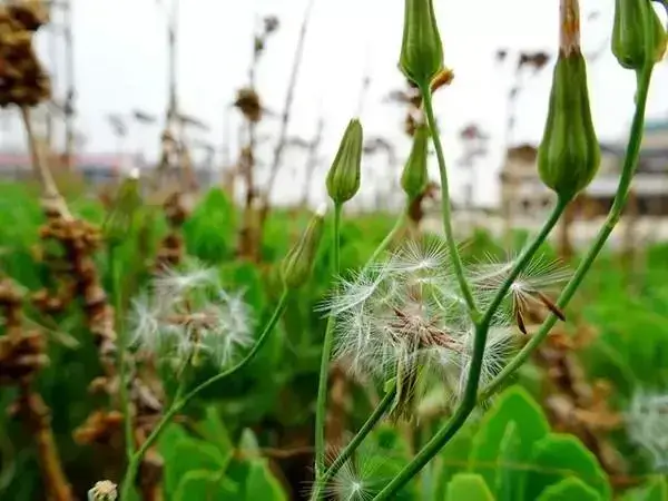 蒲公英中含有多种维生素