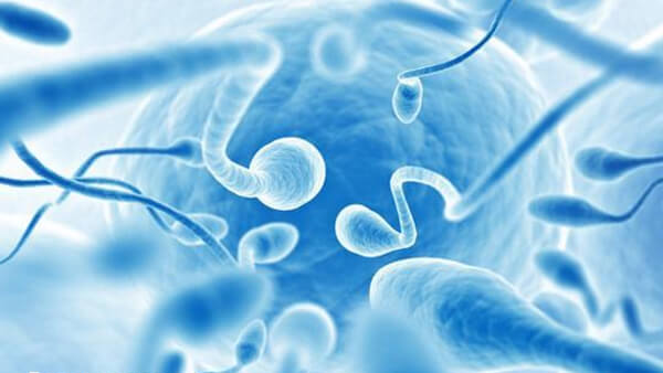 精子免疫也是导致免疫性不孕的原因