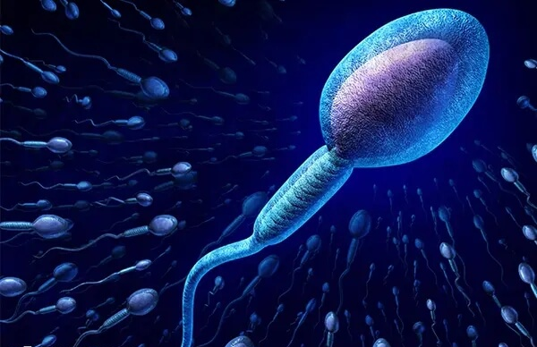 睾丸穿刺做试管的成功率取决于精子质量