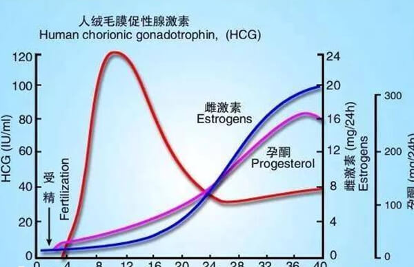 孕初期HCG不涨很难保胎成功