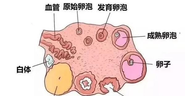 试管前为什么要做AFC窦卵泡检查