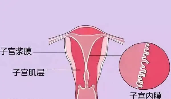 子宫内膜厚可能会影响女性生育