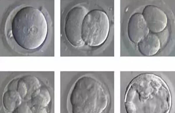 胚胎多且质量较好的才比较适合养囊