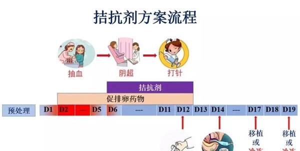 拮抗剂方案促排流程图