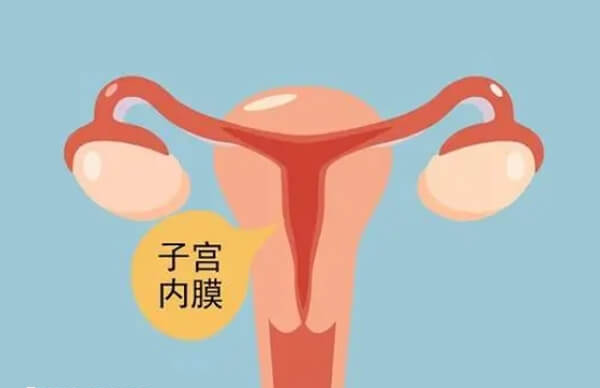 子宫内膜薄会降低怀孕概率