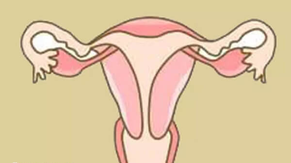 子宫内膜薄不利于做试管婴儿