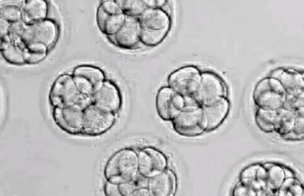 囊胚移植失败要总结教训提升成功率