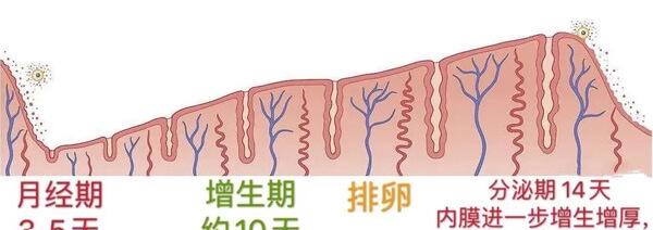 不同阶段子宫内膜厚度标准