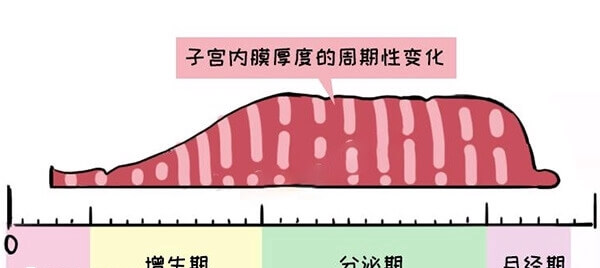 子宫内膜厚度周期性变化