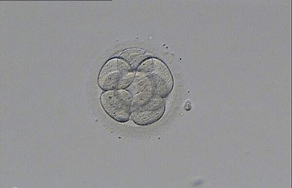 囊胚移植后的游走时间没有固定标准