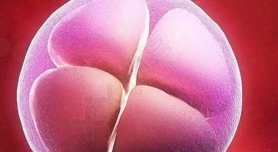 胚胎质量影响囊胚的培养成功率