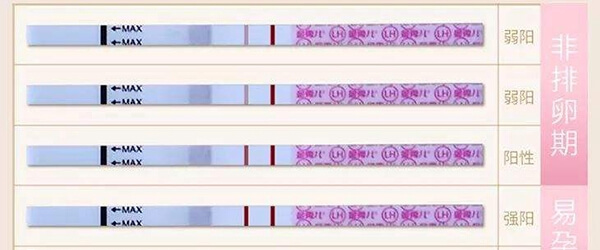 排卵试纸可以预测排卵期