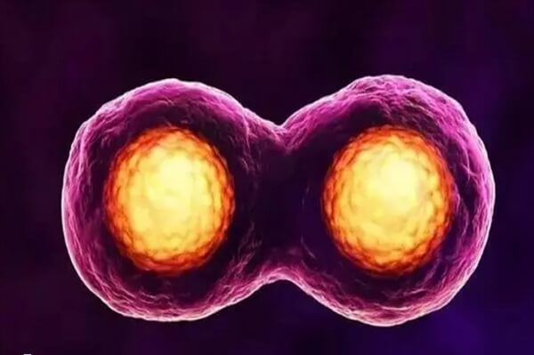 试管双胞胎容易早产