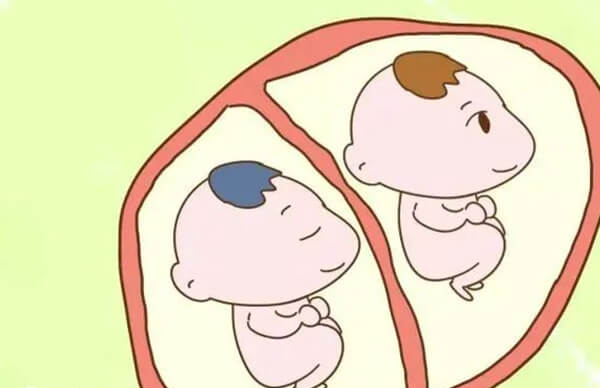 3天的胚胎可移植两个