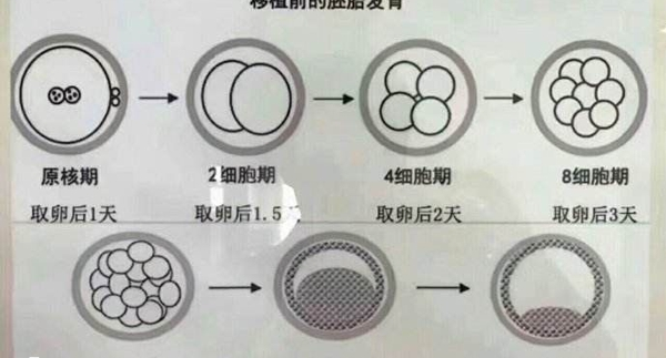 试管移植前的胚胎发育情况