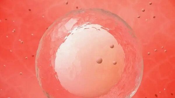 成熟的卵子一般是20mm以上