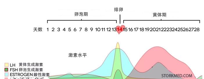 周期激素水平