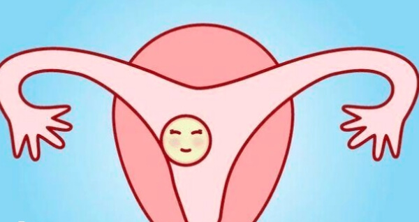 宫腔是孕育胚胎的器官