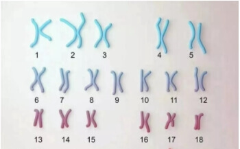 人类有23对染色体