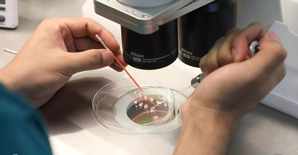 胚胎质量等级是通过外观来定的