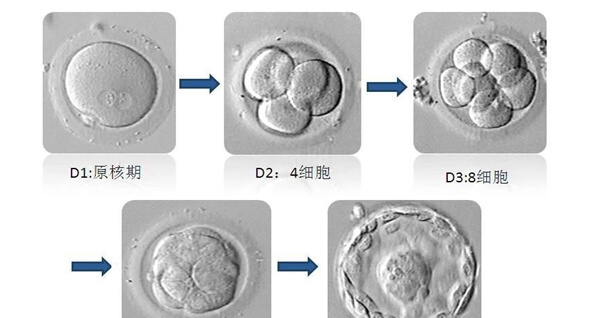 单囊胚变成双胞胎的几率约20%