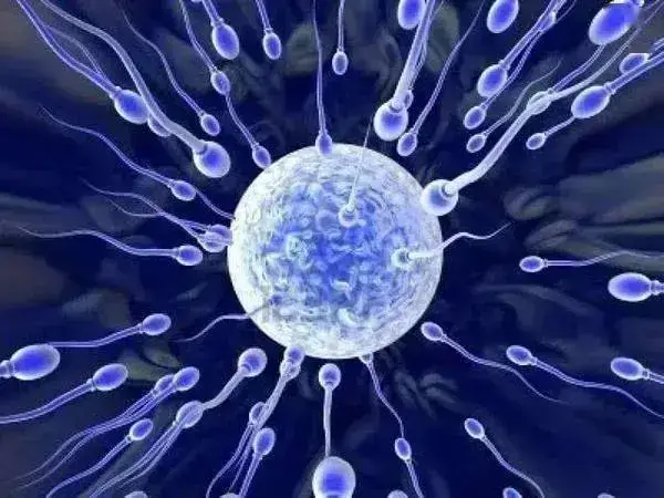 精子活力低下严重者会直接导致不育