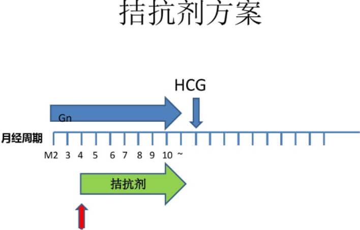 拮抗剂方案用药流程图
