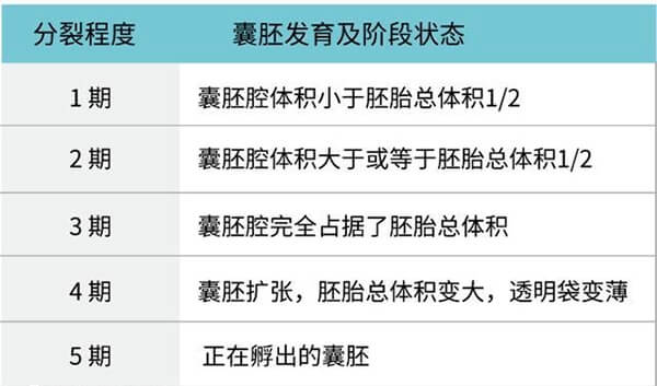 囊胚发育情况可划分等级