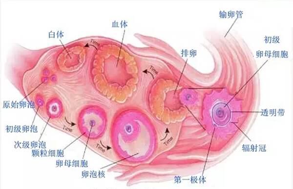 卵泡发育过程图