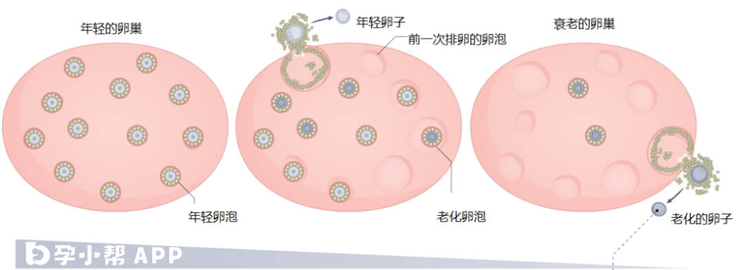不同年龄段的卵泡数量